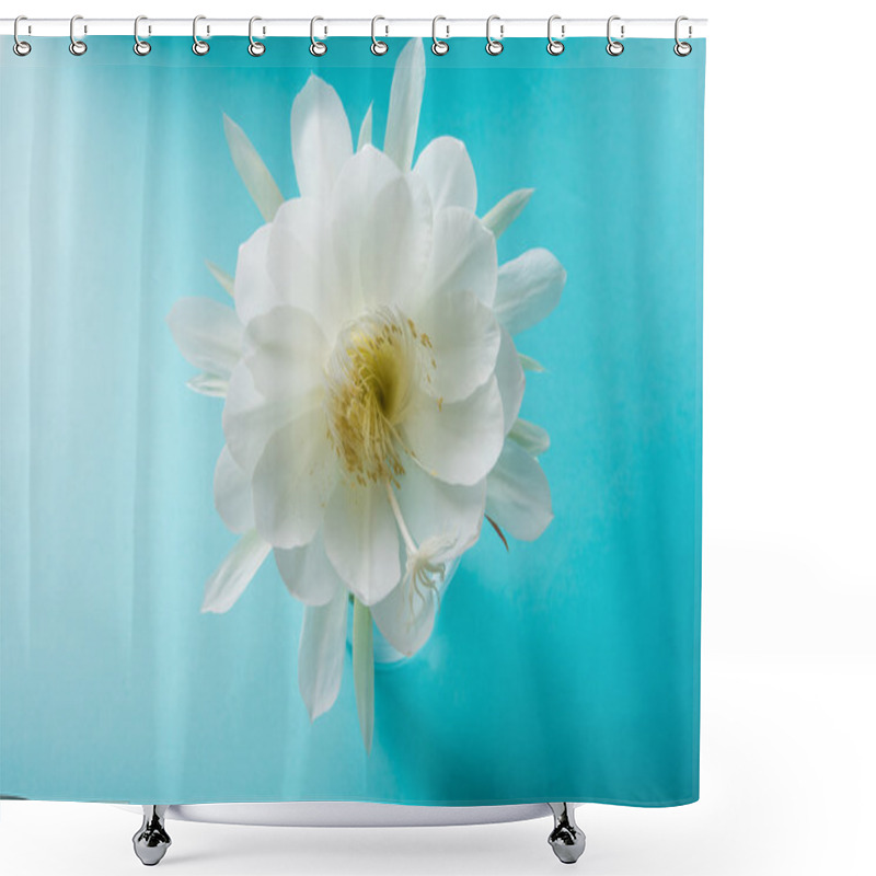 Personality  Saussurea Obvallata / Brahma Kamal Flower Or White Lotus, It Is Native To The Himalayas And Uttarakhand, India, Isolated Shower Curtains