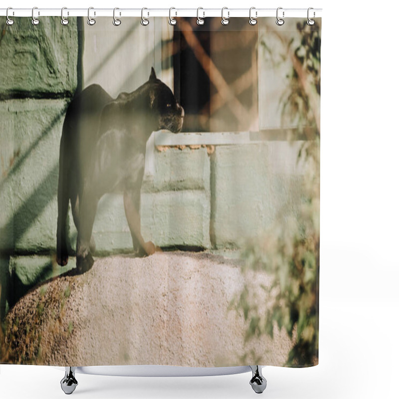 Personality  Selective Focus Of Beautiful Black Panther At Zoo Shower Curtains