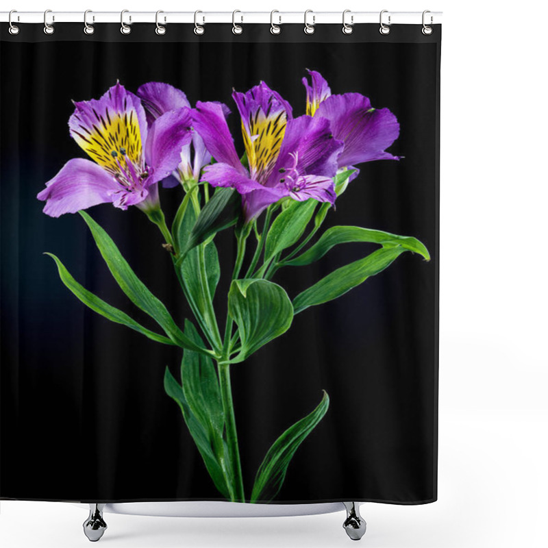 Personality  Vibrant Purple Alstroemeria Navarro Flowers With Yellow And Black Markings, Captured On A Black Background Shower Curtains