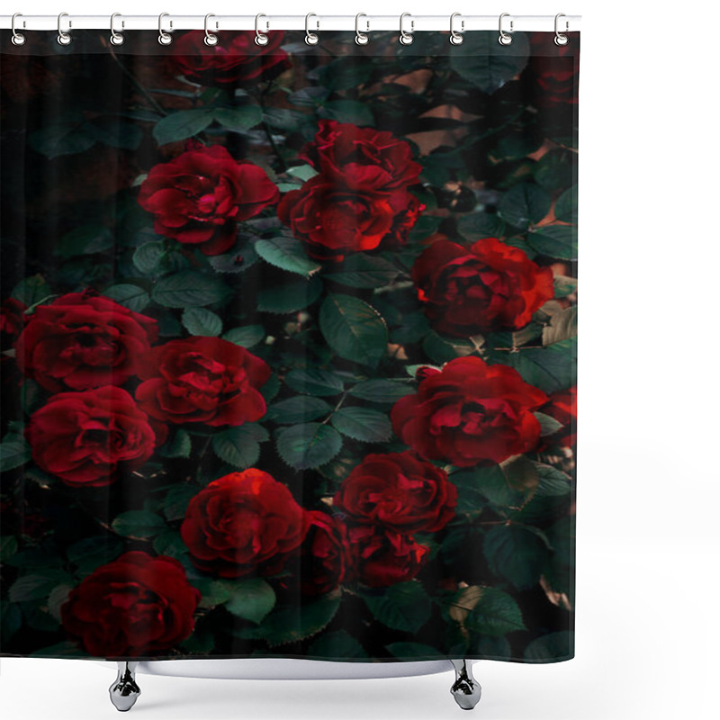 Personality  A Dense Bush Of Red Roses In The Dark With The Rays Of The Setting Sun. Sunset. Deep Shadows. Fairy, Mystical, Magical Mood. Close-up Shower Curtains