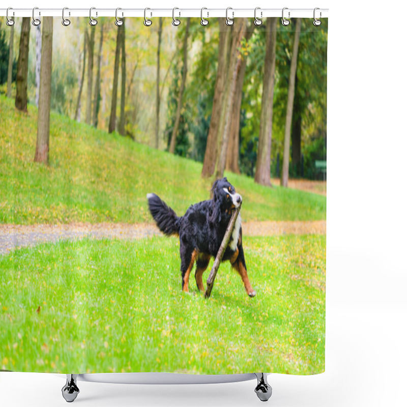 Personality  Bernese Mountain Dog Fetching Stick Shower Curtains