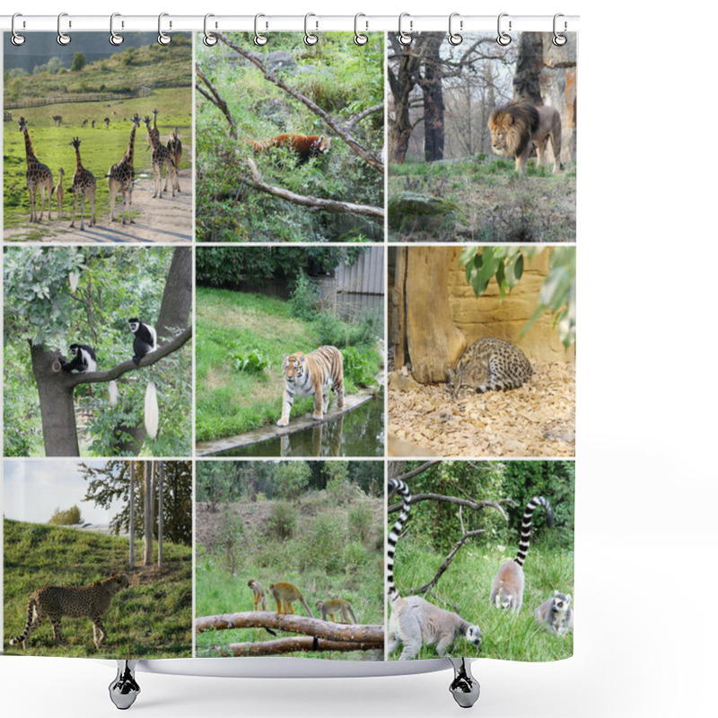 Personality  Collage Of Different Animals Shower Curtains