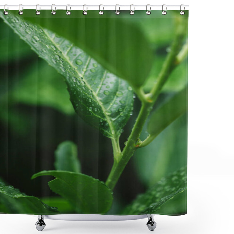 Personality  Green Plant With Leaves And Water Drops After Rain Shower Curtains