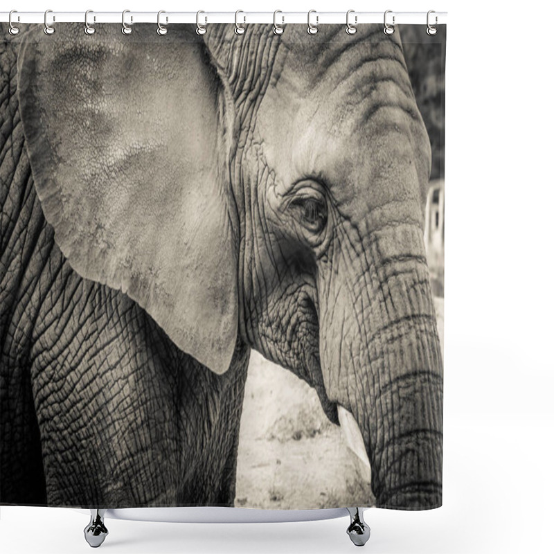 Personality  Elephant Close-up With Sad Expression. The Head Of An Elephant Close-up. Vintage, Grunge Old Retro Style Photo. Shower Curtains