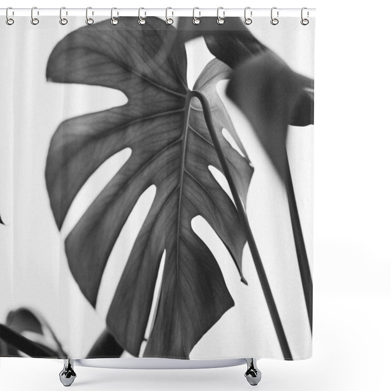 Personality  Monstera Leaves On White Background. Tropical Exotic Palm Minimal Monochrome Concept. Shower Curtains