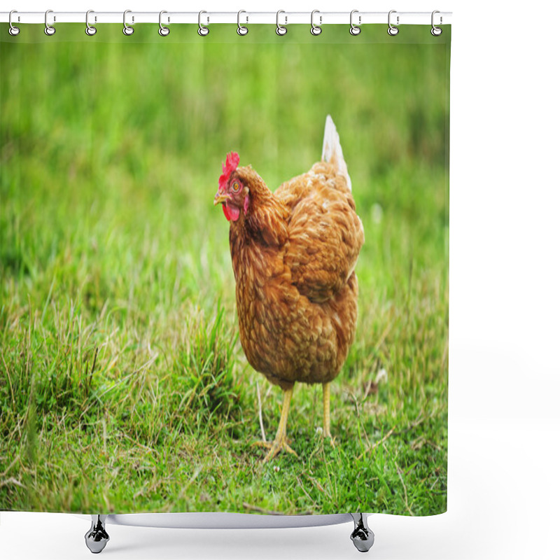 Personality  Rhode Island Red Chicken Shower Curtains