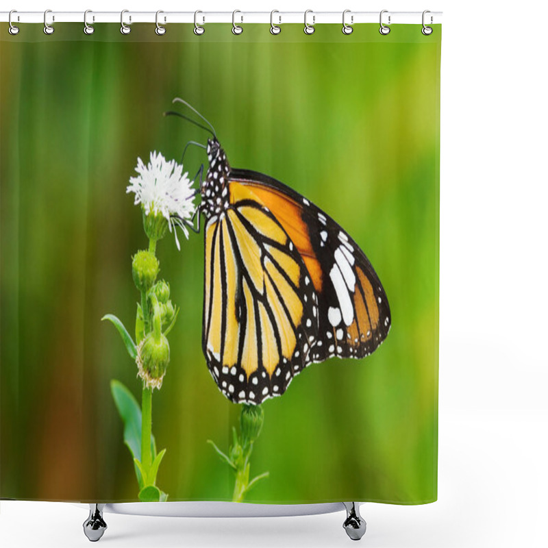 Personality  Butterfly (Danaidae), Common Tiger Shower Curtains