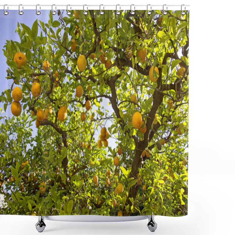 Personality  Lemon Tree Shower Curtains