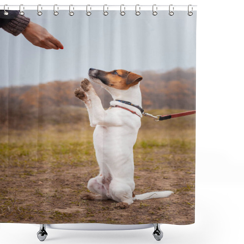 Personality  Dog Jack Russell Terrier Is Sitting Raising His Paws Up Man's Team. Shower Curtains