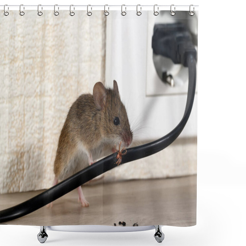 Personality  Closeup Mouse Gnaws Wire  In An Apartment House On The Background Of The Wall And Electrical Outlet . Inside High-rise Buildings. Fight With Mice In The Apartment. Extermination. Small DOF Focus Put Only To Wire. Shower Curtains