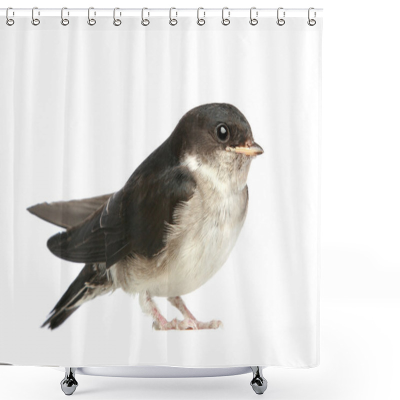 Personality  Baby Bird Of A Swallow Shower Curtains