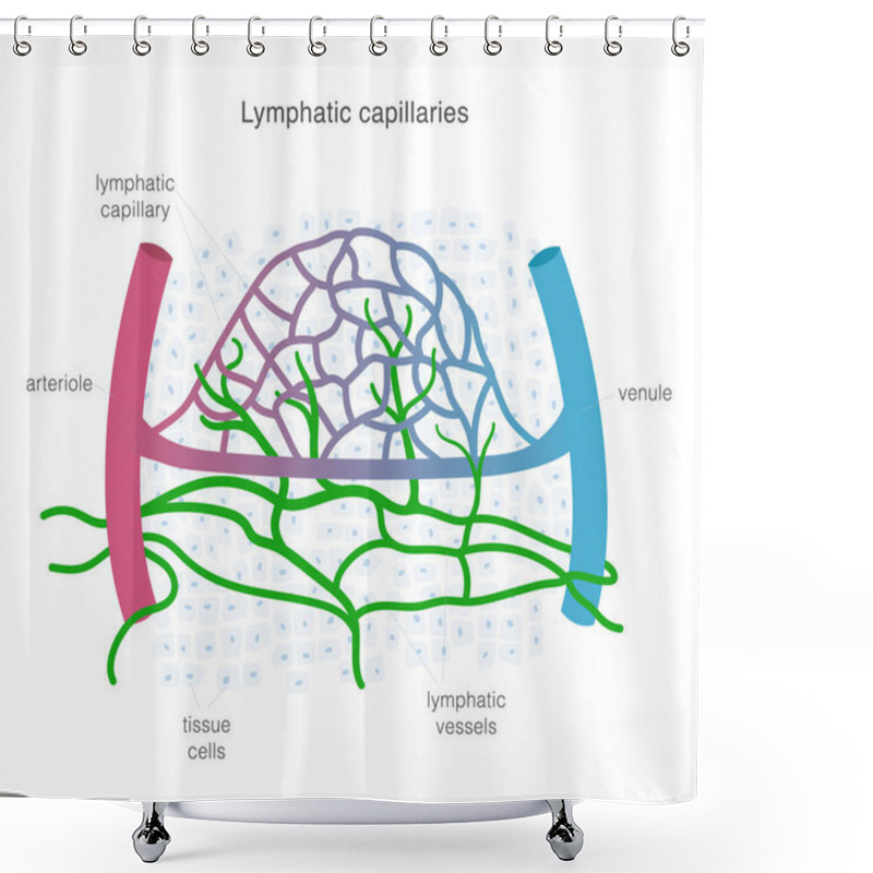 Personality  Lymphatic System Of Capillaries And Vessels In Complex With Blood Vessels. Lymph Circulation Scientific Illustration. Vector Illustration Shower Curtains