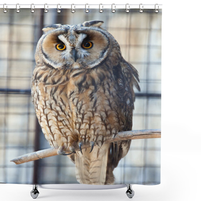 Personality  Owl In The Zoo Shower Curtains