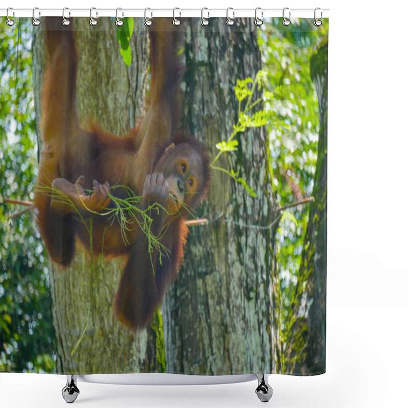 Personality  Orangutan Ape Hanging On Tree. Orangutans Are Great Apes Native To The Rainforests Of Indonesia And Malaysia. Shower Curtains