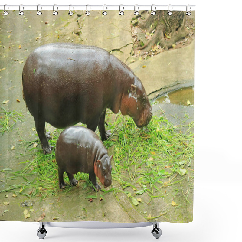 Personality  Adorable 2 Months Old Baby Pygmy Hippo Mimicking Mother To Chew Grasses Shower Curtains