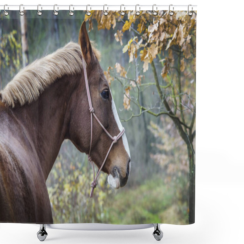 Personality  Brown Horse With A White Blaze On His Head Is Standing On Background Of The Autumn Forest Shower Curtains