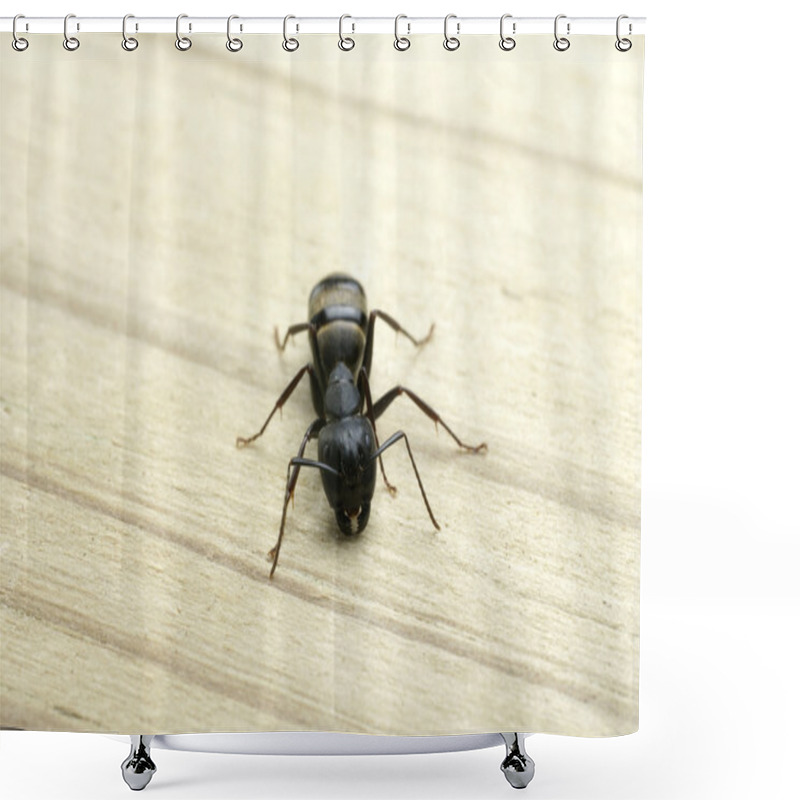 Personality  Carpenter Ant Chewing Into A Piece Of Wood Shower Curtains