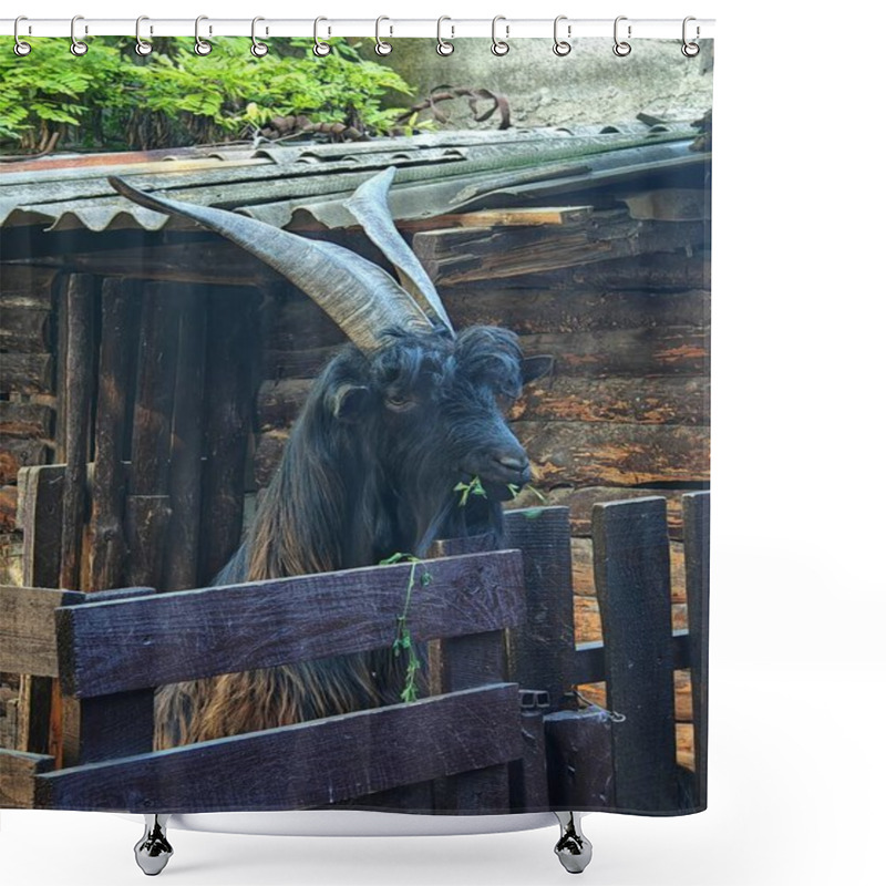 Personality  A Goat With Long, Twisted Horns Stands In A Wooden Pen, Partially Hidden By A Wooden Fence. It Has Thick Black Fur And A Long Beard, Chewing On Some Greenery. Shower Curtains