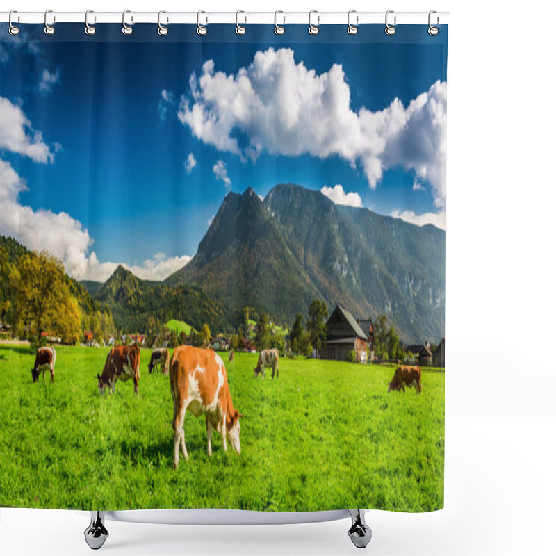 Personality  Herd Of Cows Grazing In Alps Shower Curtains