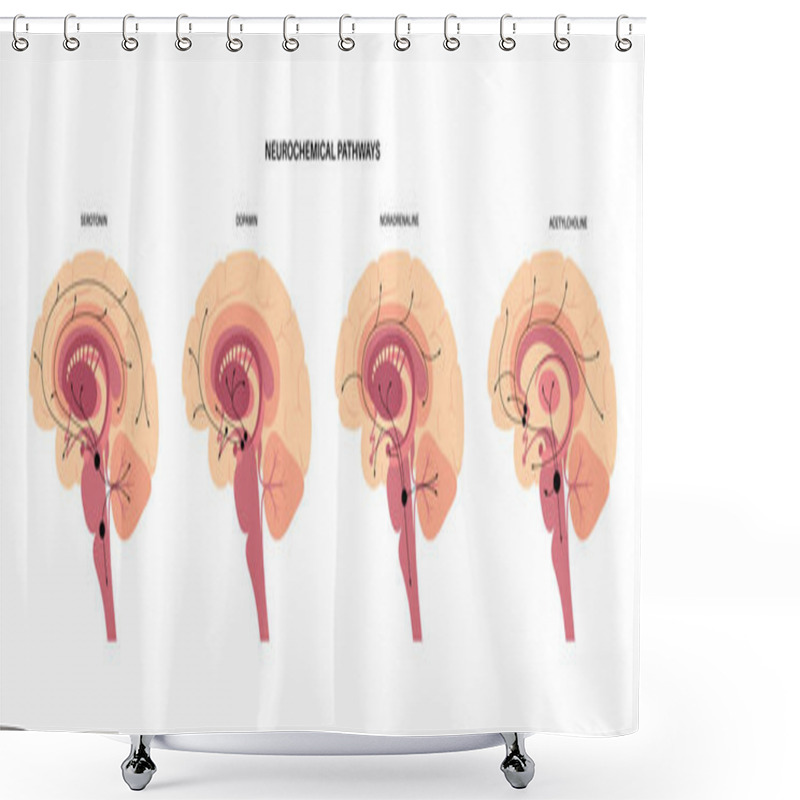 Personality  Neurochemical Pathway Diagram Shower Curtains