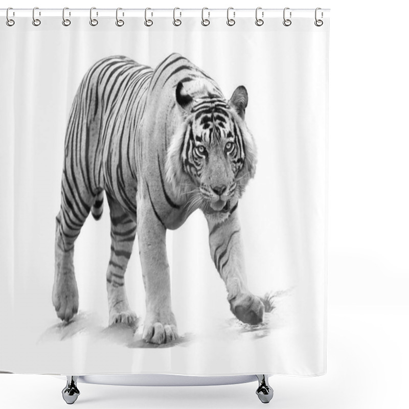 Personality  Artistic, Black And White Photo Of Bengal Tiger, Panthera Tigris, Male, Partly Isolated On White Background. Tiger From Front View, Staring Directly At Camera. Indian Wildlife, Ranthambore, India.   Shower Curtains