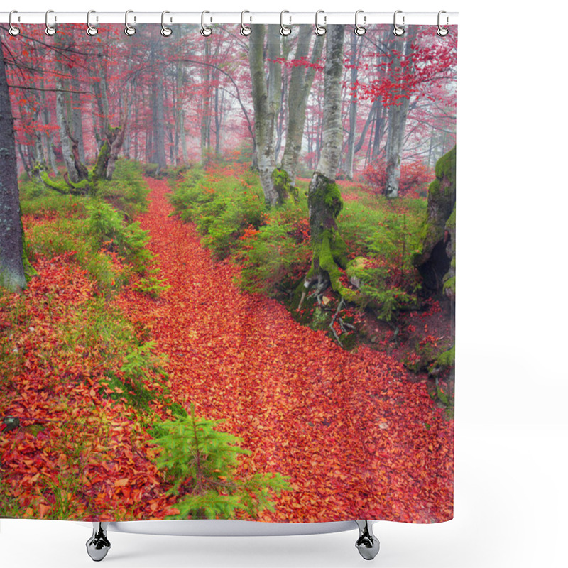 Personality  Beech Forest In Autumn Shower Curtains