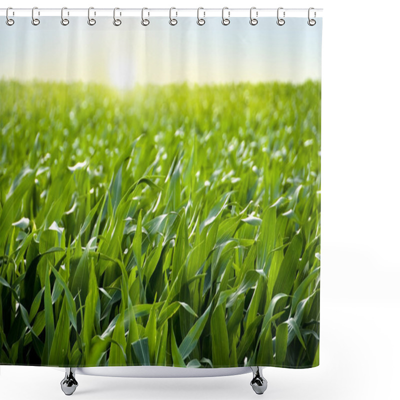 Personality  Corn Field In Sunset - Maize Shower Curtains