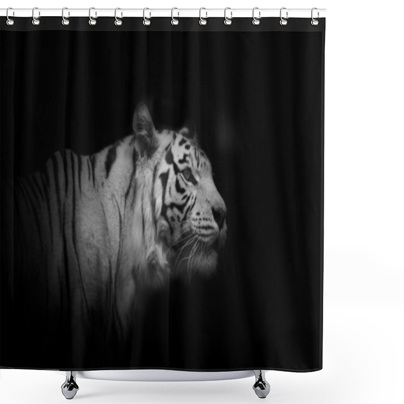 Personality  Young White Tiger Male Over A Darkness Shower Curtains