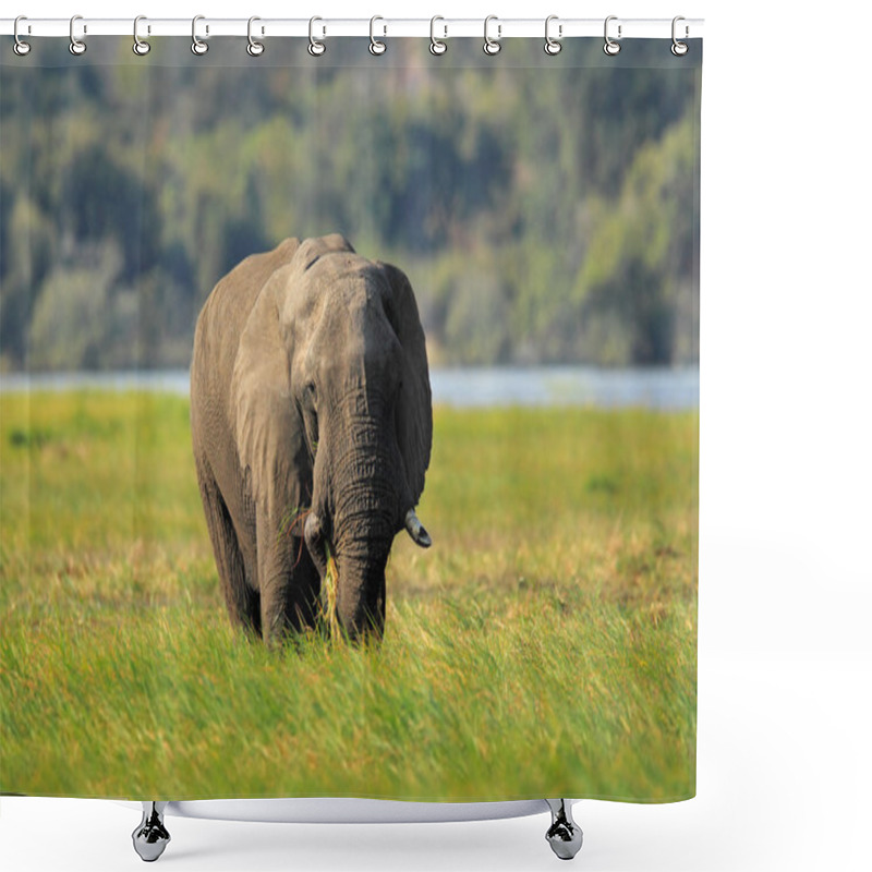 Personality  African Elephant In The Green Grass Shower Curtains