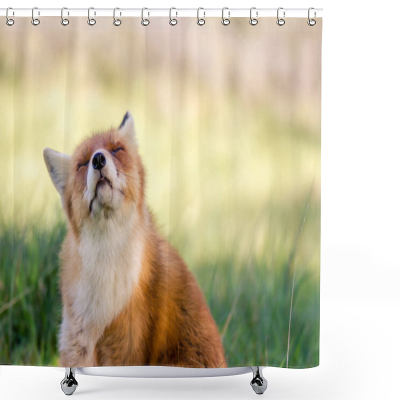 Personality  Red Fox Enjoys The Sun. Blurred Sunny Background Shower Curtains