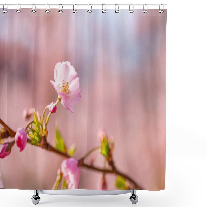 Personality  Spring Cherry Blossoms, Pink Flowers. Beautiful Cherry Blossom Sakura In Spring Time Over Blue Sky. Dream Nature Closeup, Pink Purple Blurred Spring Flowers, Sunny Sunset Scene. Beauty In Nature, Seasonal Springtime Floral Backdrop. Shower Curtains