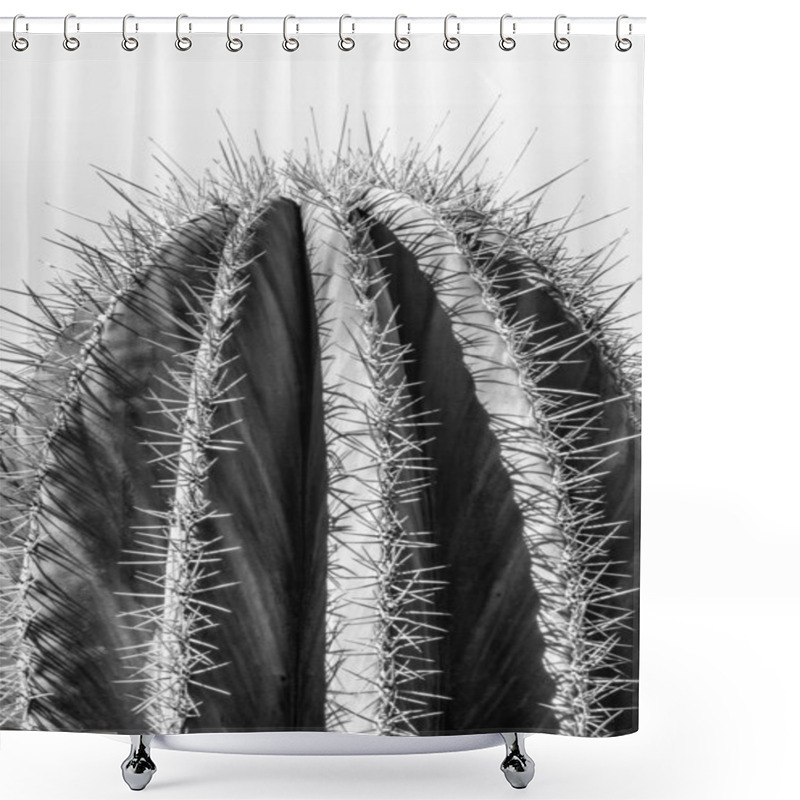 Personality  Black And White Closeup Detalis Of Southwestern Desert Cactus With Sharp Spines Framed Against A Blue Sky Shower Curtains