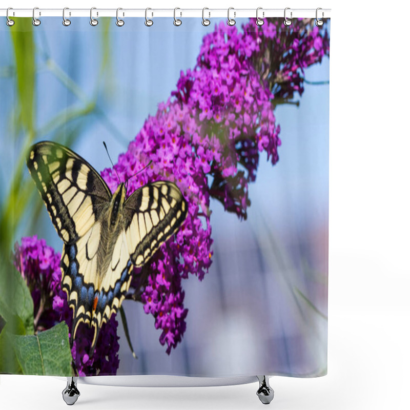 Personality  A Close Up Portrait Of A Papilio Machaon Butterfly Sitting On A Branch Full Of Purple Flowers Of A Butterfly Bush, It Is Also Called A Queen Page Butterfly. Shower Curtains