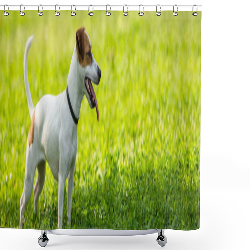 Personality  Panoramic Crop Of Jack Russell Terrier Dog Standing On Grass Shower Curtains