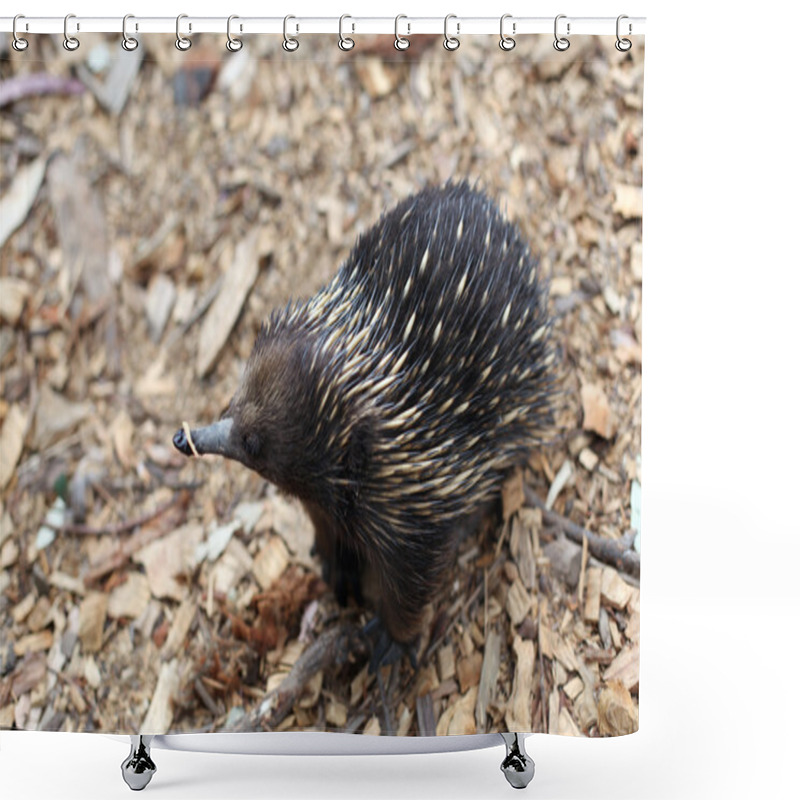 Personality  Echidna Shower Curtains