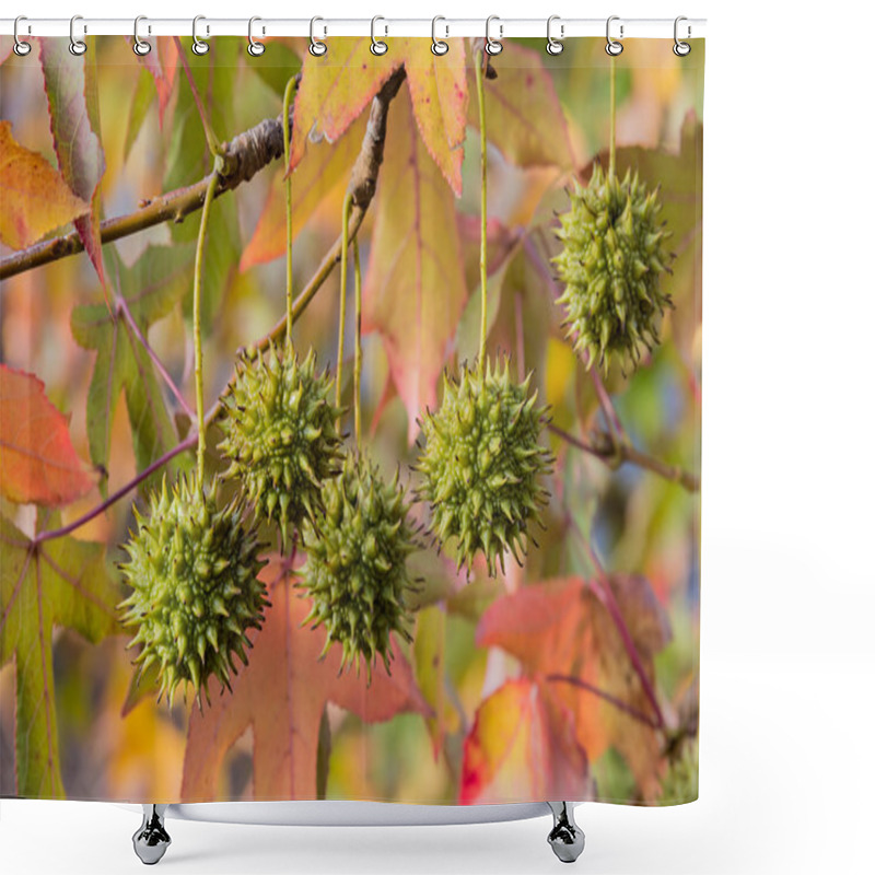 Personality  Fruits Of American Sweetgum Shower Curtains