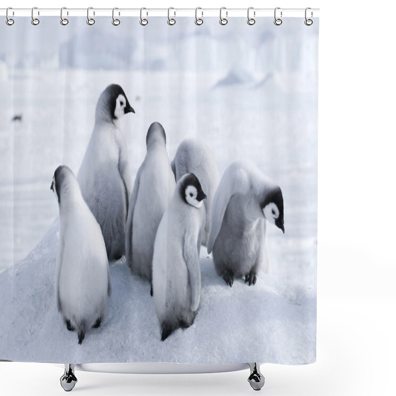 Personality  Emperor Penguin Chicks Shower Curtains