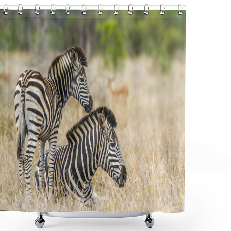 Personality  Plains Zebra In Kruger National Park Shower Curtains