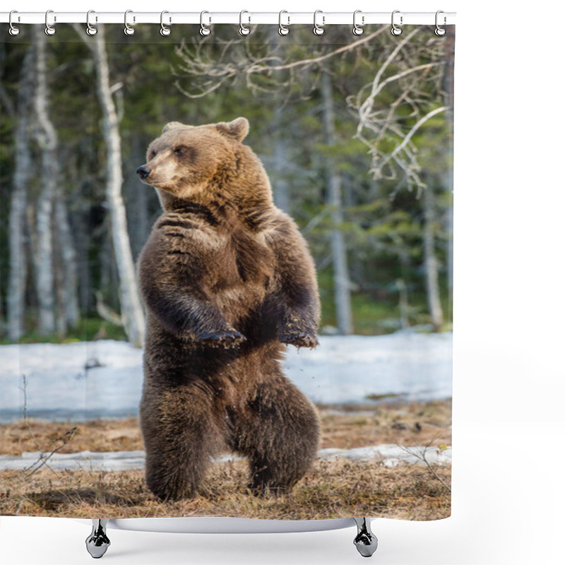 Personality  Brown Bear Standing On Hind Legs Shower Curtains