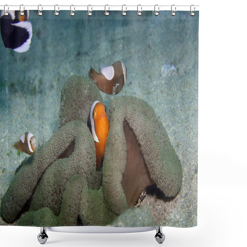 Personality  Symbiosis In The Seas Shower Curtains