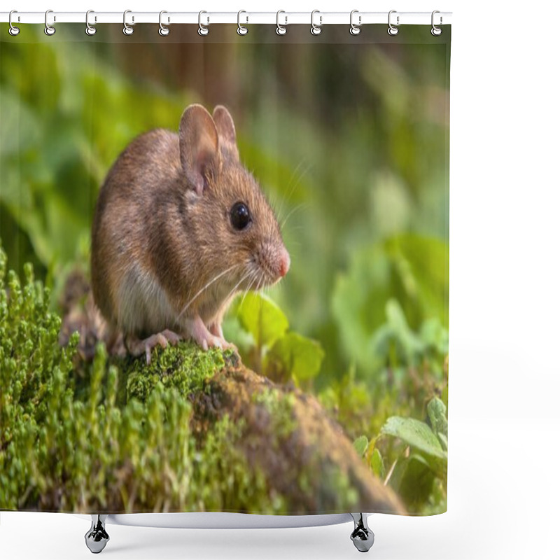 Personality  Cute Wood Mouse In Natural Habitat Shower Curtains