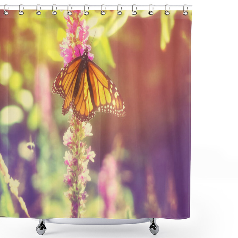 Personality  Monarch Butterfly On Purple Flowers Shower Curtains