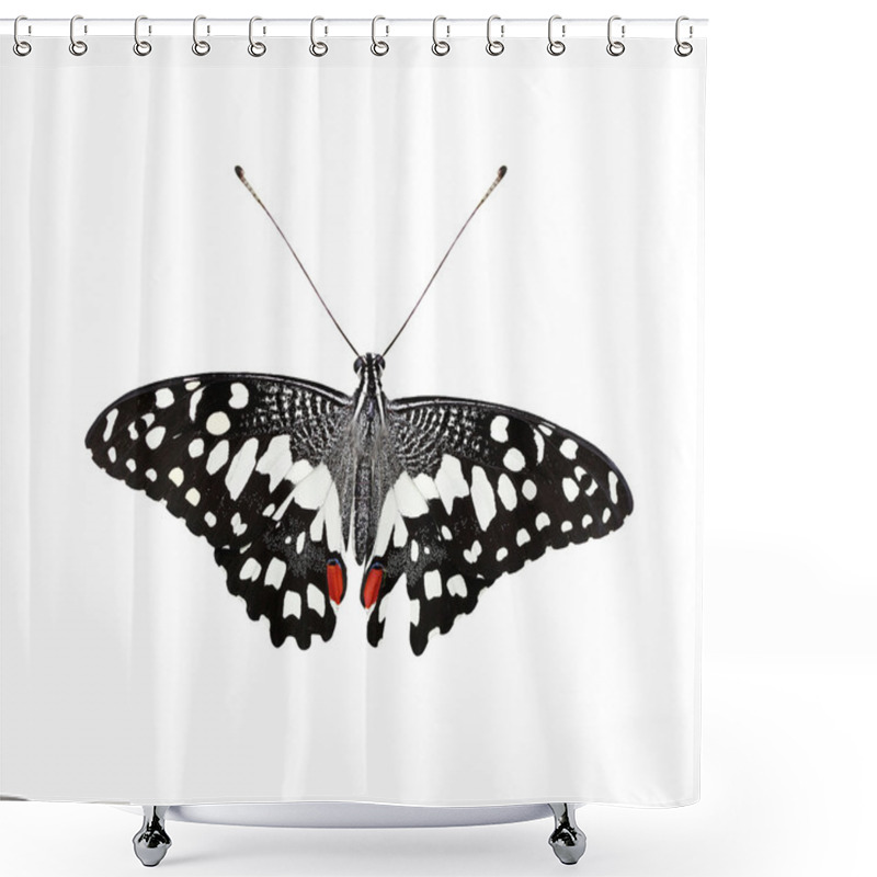 Personality  Beautiful Common Lime Butterfly Or Lime Swallowtail Isolated Shower Curtains