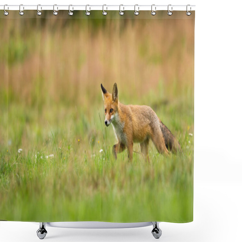 Personality  Young Red Fox Walking Through A Meadow With Green Grass In Summer. Shower Curtains