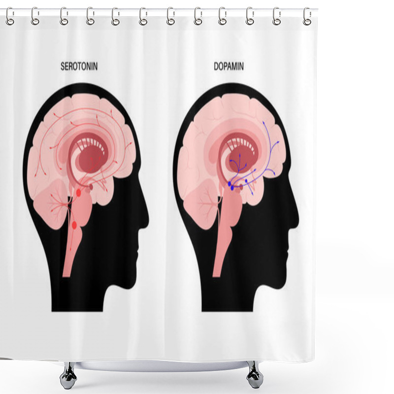 Personality  Serotonin And Dopamine Pathway Shower Curtains