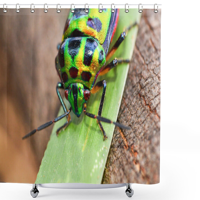 Personality  Colorful Of Jewel Beetle Green Bug On Leaf In Nature Background / Close Up Green Insect - Selective Focus Shower Curtains