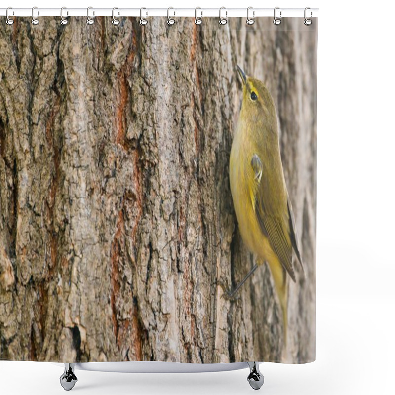 Personality  Phylloscopus Collybita On Tree Shower Curtains