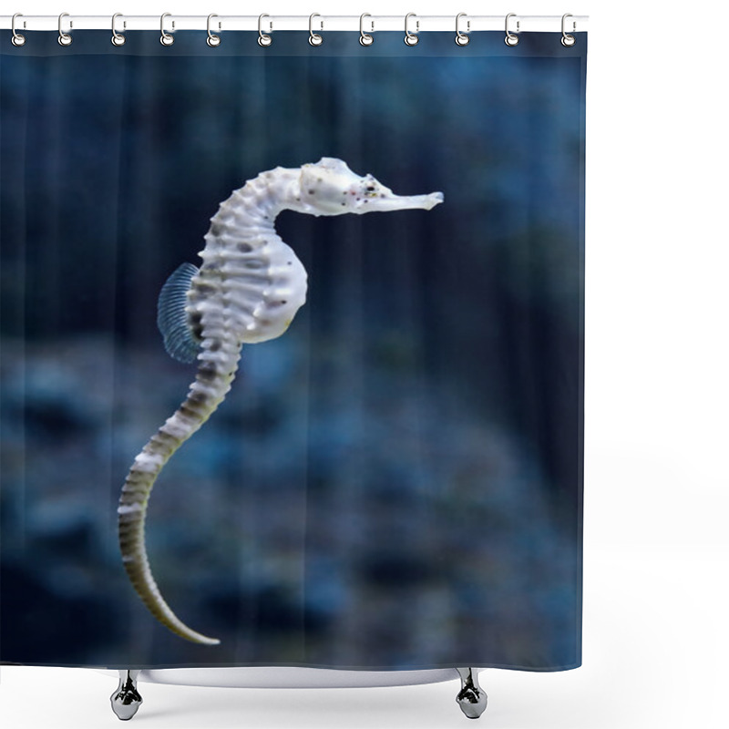 Personality  Big-belly Seahorse (Hippocampus Abdominalis) Shower Curtains