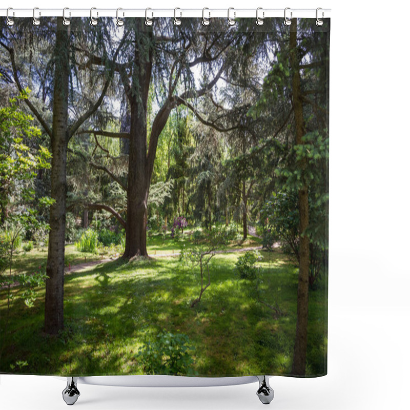 Personality  Lebanese Cedar In A Park. Forest Background Shower Curtains