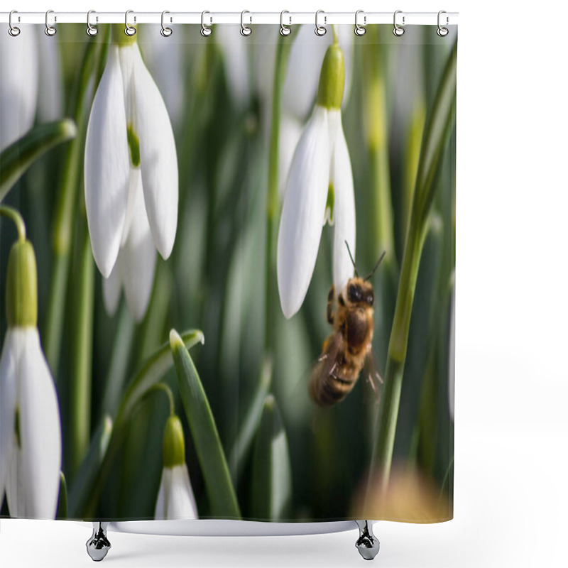 Personality  Honey Bee Pollinator On First Spring Snowdrops Flowers Collects Pollen And Nectar For Seasonal Honey In February With White Petals And White Blossoms In Macro View With Nice Bokeh And A Lot Copy Space Shower Curtains